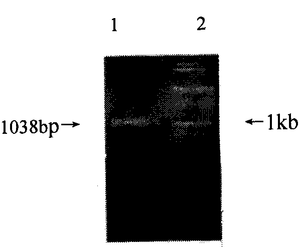 Method for transferring gene by injecting plant ovaries