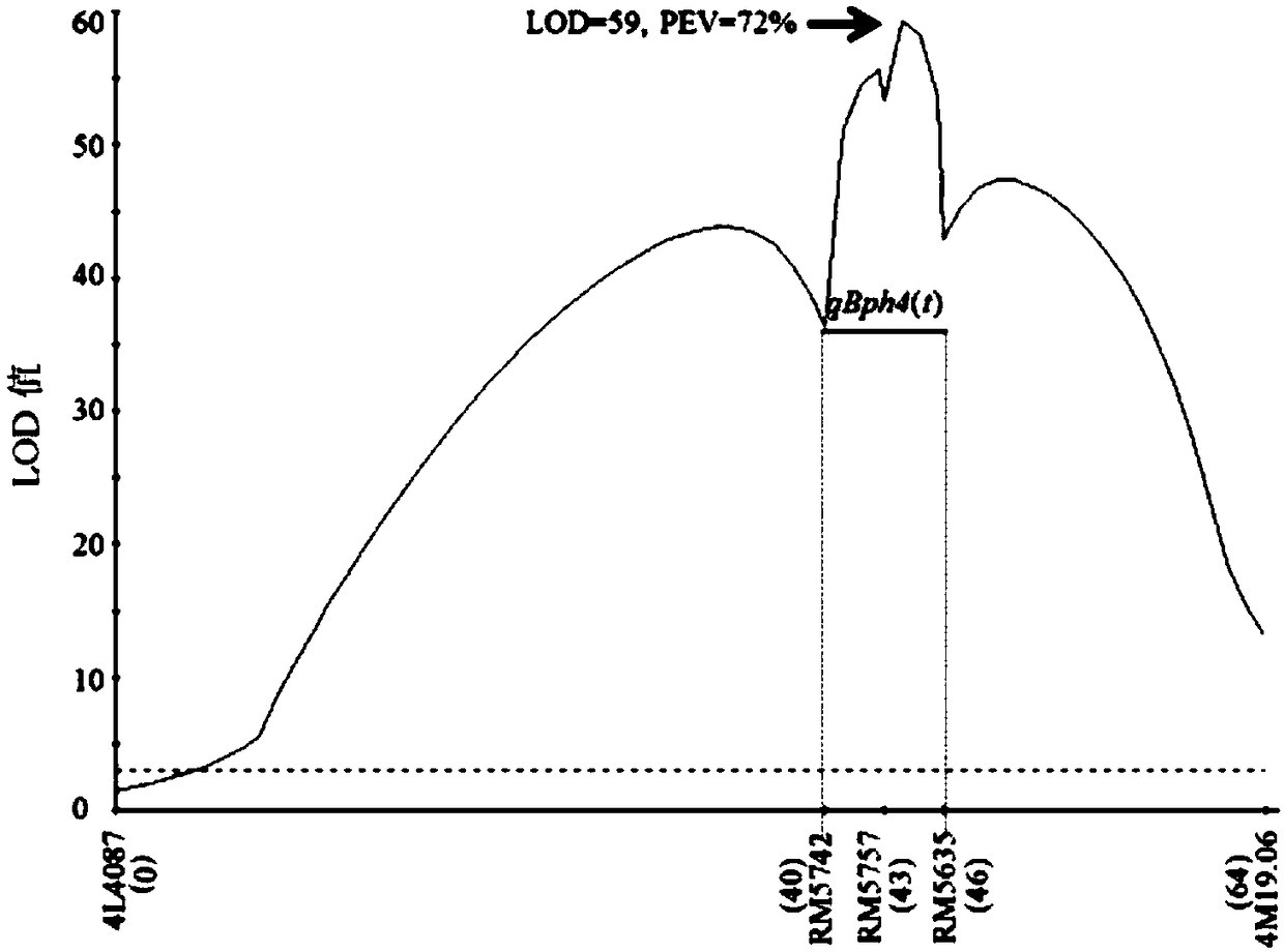 Molecular marker of brown planthopper resistance major gene qBph4(t) of paddy rice and application of molecular marker