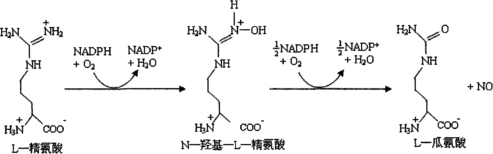 Nitric oxide reinforcing agent and application thereof