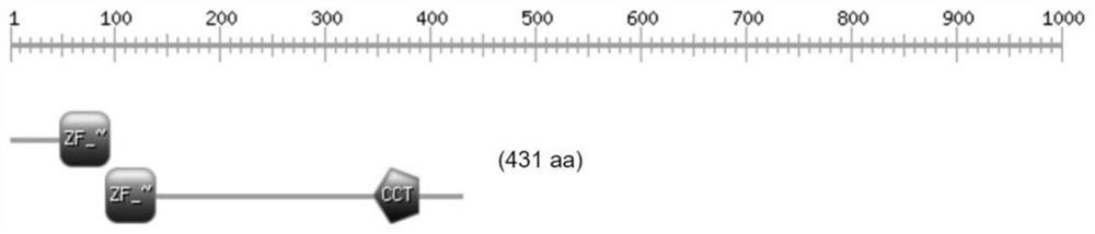 Coding gene of col transcription factor in Tamarix brix and its application