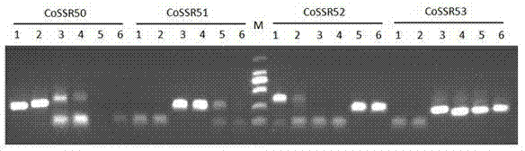 SSR DNA markers for jute expressed sequence tags