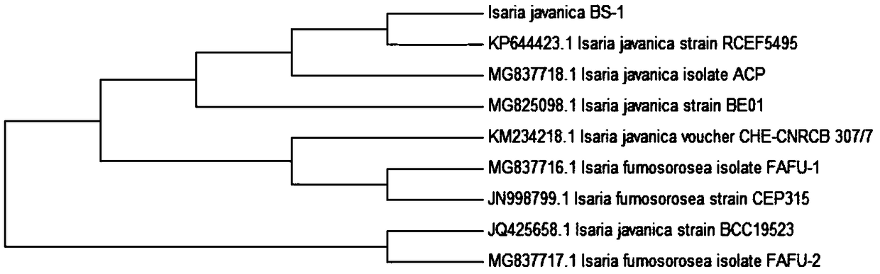 Isaria javanica strain and application thereof