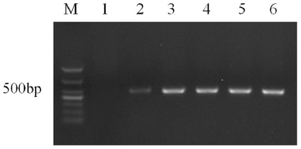 Application of protein FoUpe2 in regulation and control of pathogenicity of fusarium oxysporum