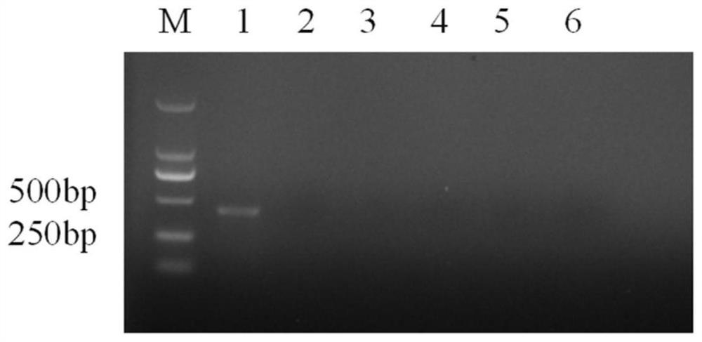 Application of protein FoUpe2 in regulation and control of pathogenicity of fusarium oxysporum