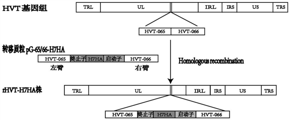 Construction and application of recombinant turkey herpes virus expressing h7n9 subtype highly pathogenic avian influenza virus ha protein