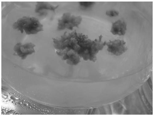 New variety cultivation method for hypocotyls mutation of actinidia arguta embryos by ethyl methane sulfonate (EMS) induction