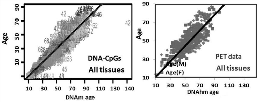 use the human body  <sup>18</sup> f-fdg PET data analysis tissue DNA hydroxymethyl background and application