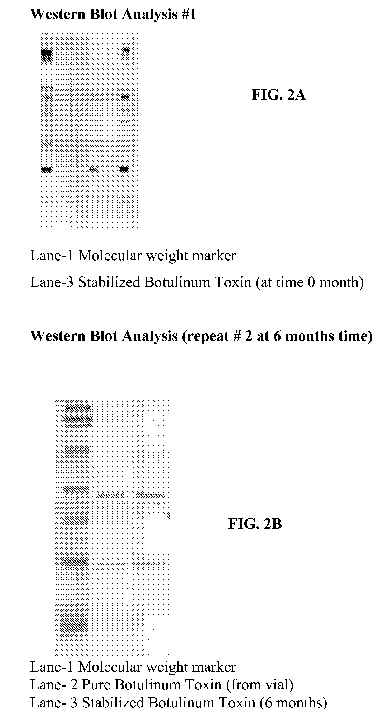 Stabilized protein compositions for topical administration and methods of making same