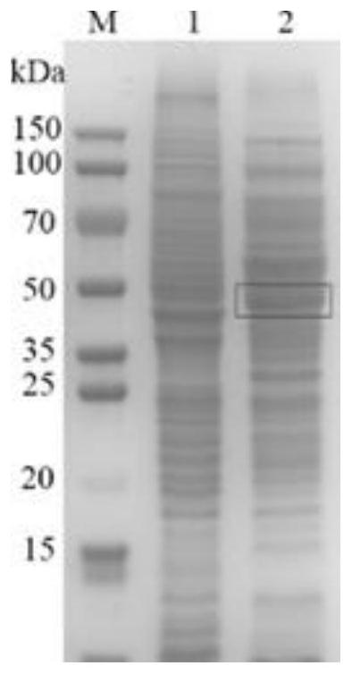 Method for increasing yield of 5-aminolevulinic acid synthesized by corynebacterium glutamicum