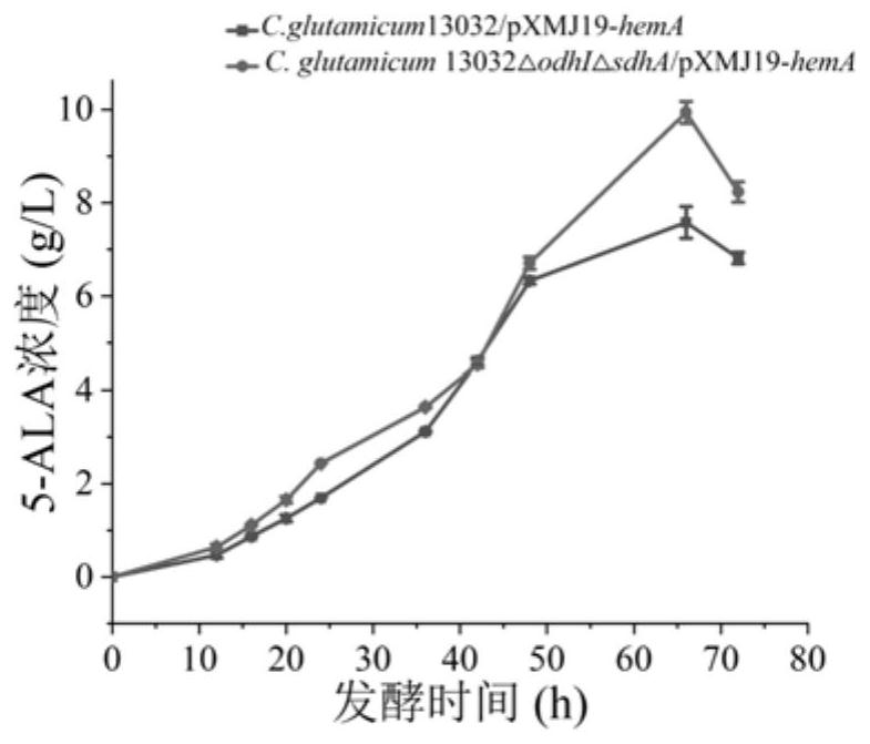 Method for increasing yield of 5-aminolevulinic acid synthesized by corynebacterium glutamicum