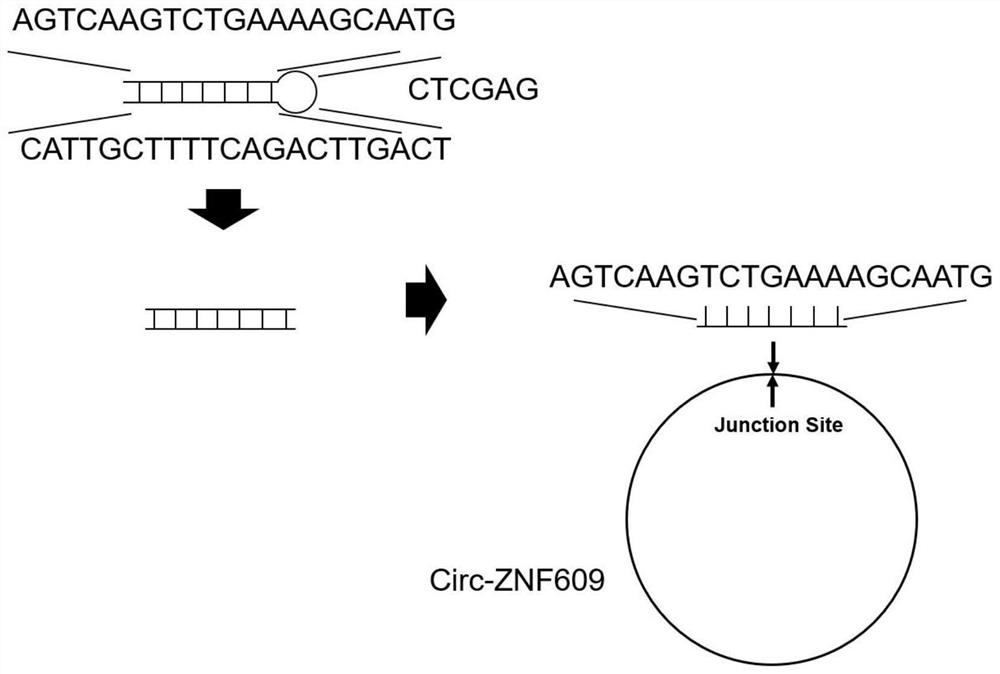 Medicine for treating doxorubicin-induced cardiotoxic injury and application