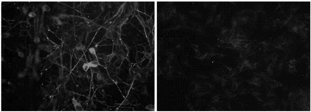 Method for inducing SH-SY5Y cells to differentiate into dopaminergic neurons