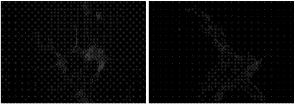 Method for inducing SH-SY5Y cells to differentiate into dopaminergic neurons