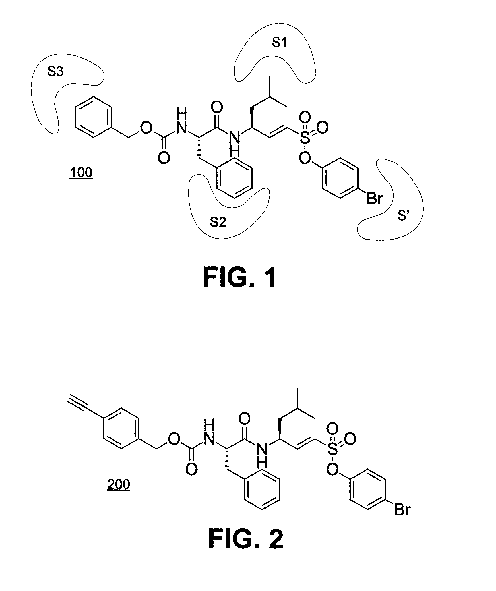 Cathepsin L inhibitors and probes comprising vinyl sulfonate moiety and methods of using same