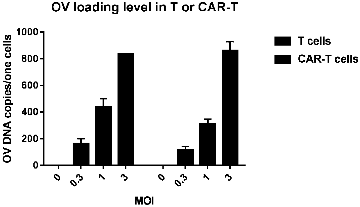 Combined application of oncolytic virus and CAR-T to treatment of solid tumor