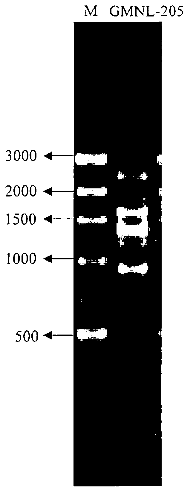 Novel lactobacilli and composition thereof, and application thereof in preparing medicines used for ameliorating diabetes and complications thereof