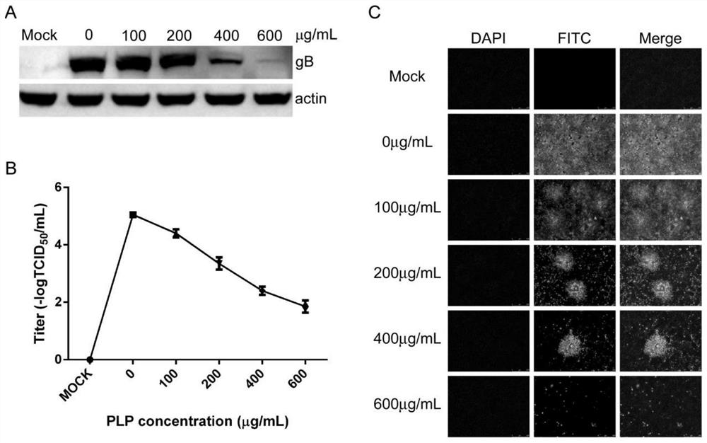 Application of plantain polysaccharide in preparation of anti-porcine pseudorabies virus infection preparation