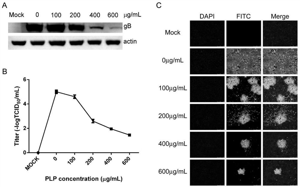 Application of plantain polysaccharide in preparation of anti-porcine pseudorabies virus infection preparation