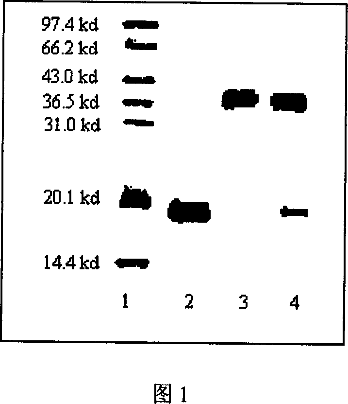 Conjugate of branched chair polymacrogol-interferon, and its preparing method