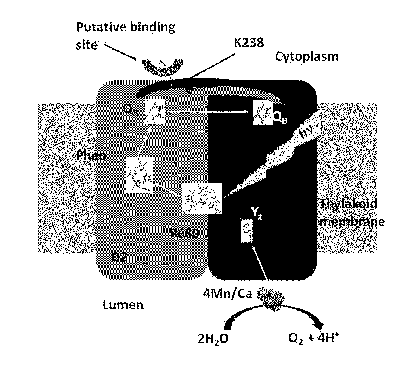 Bio-engineered photosystems