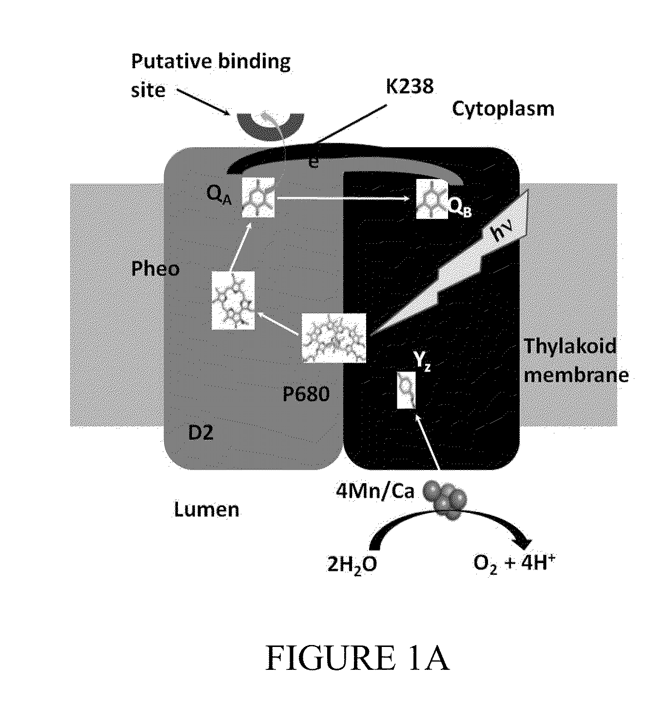 Bio-engineered photosystems