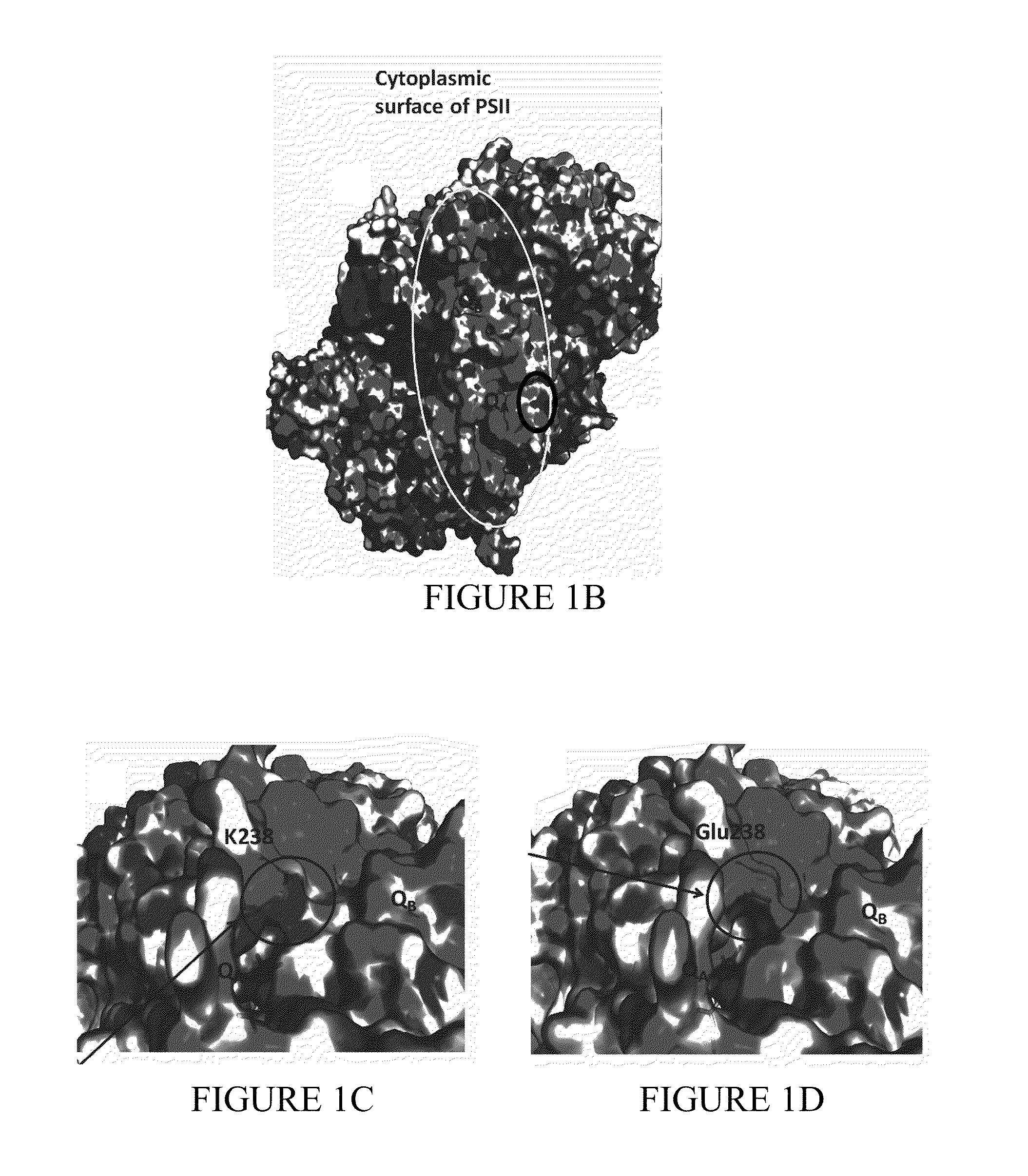 Bio-engineered photosystems