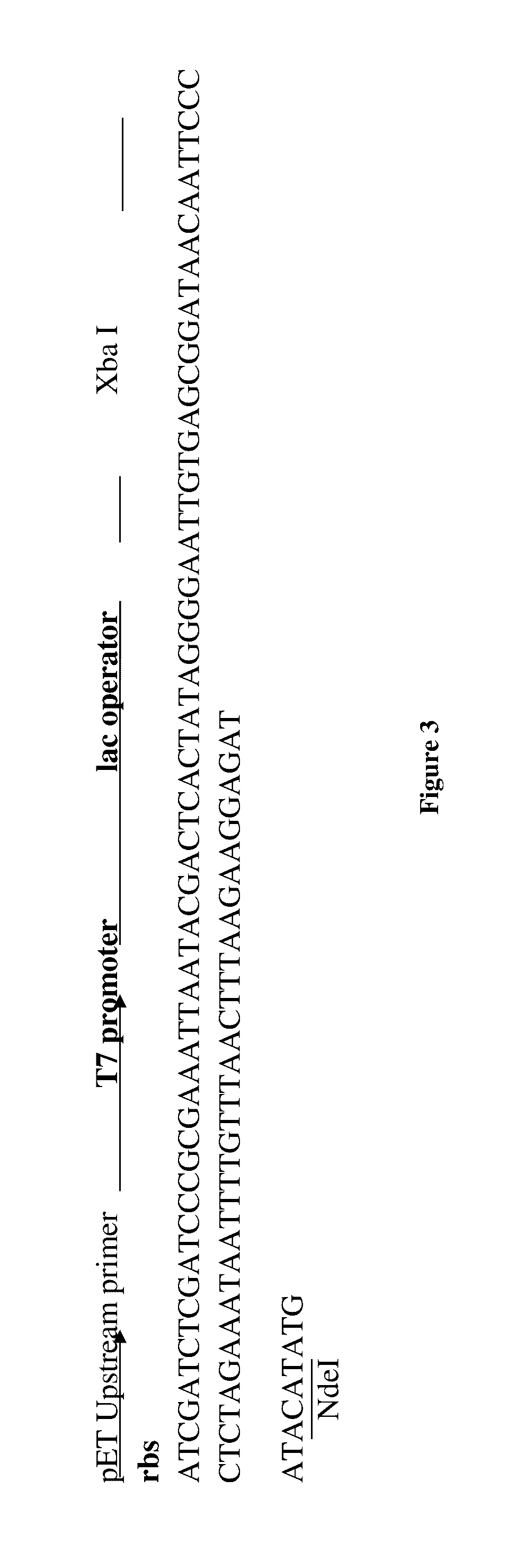 Codon optimized sequence for an antiviral protein