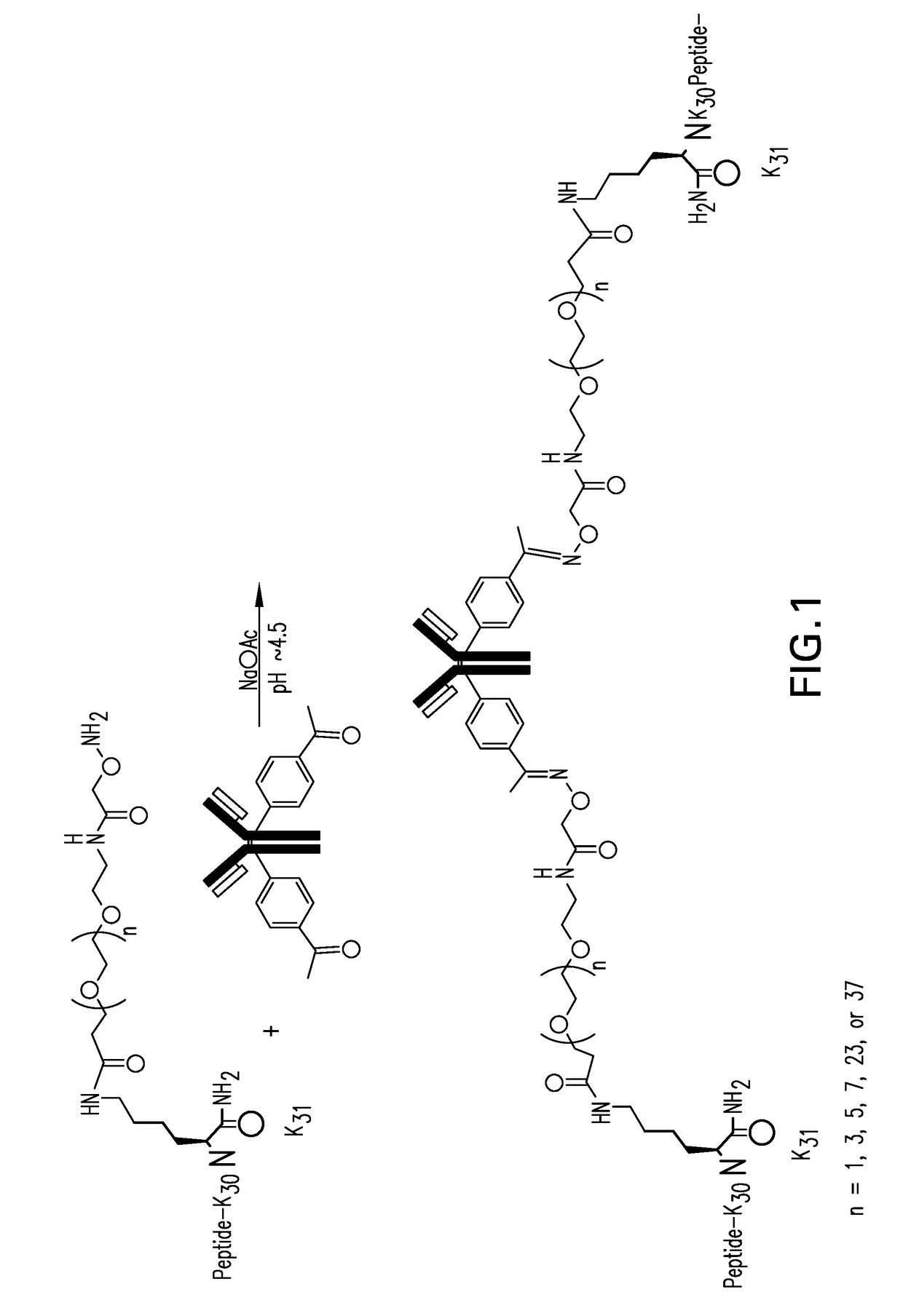 Antibody peptide conjugates that have agonist activity at both the glucagon and glucagon-like peptide 1 receptors