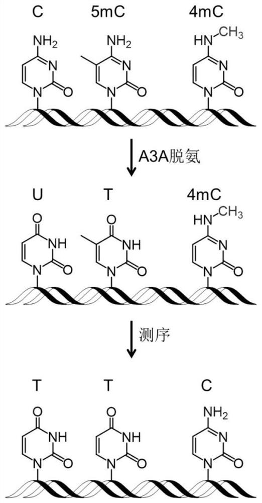 Single-base resolution positioning analysis method for N4-methylcytosine in deaminase-mediated DNA