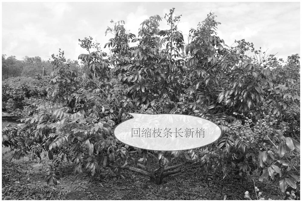 A pruning method for longan crown control and balance yield and tree vigor
