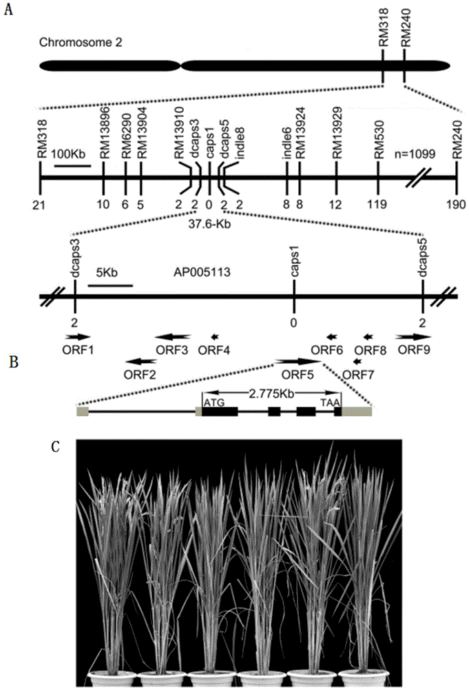 Haplotype of group of genes DTH2 for controlling rice heading period and application of genes DTH2