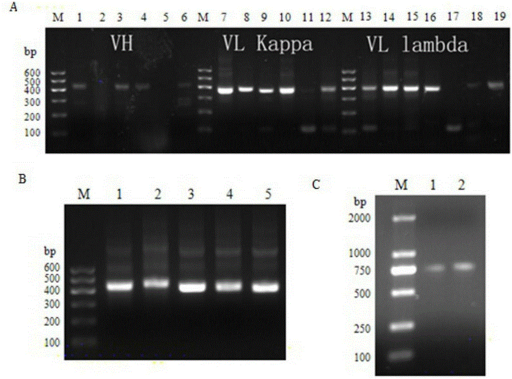 Multi sub-gene resistant type HCV (Hepatitis C Virus) antibody gene R3-19 and application thereof