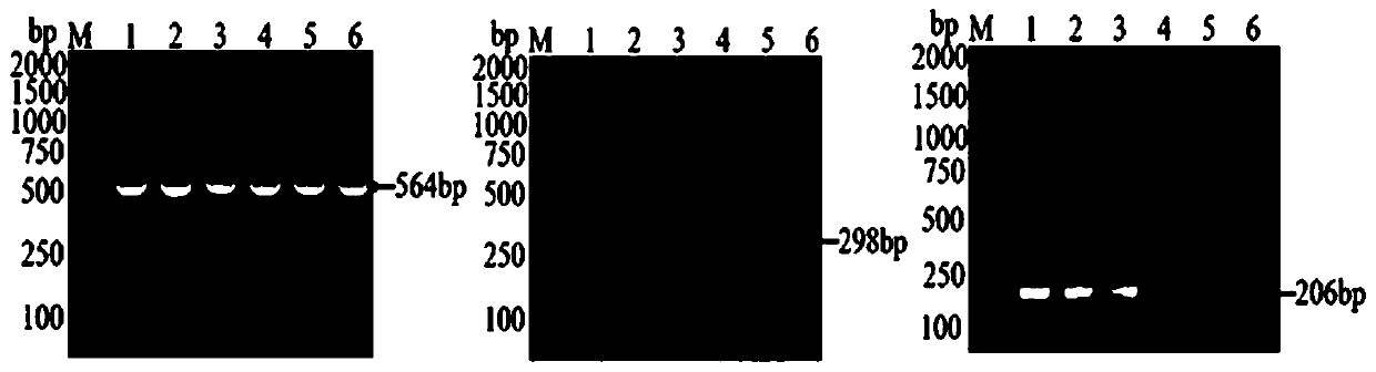 Multiplex RT-PCR detection method of porcine delta coronavirus, porcine epidemic diarrhea virus and porcine sapelovirus, and applications thereof