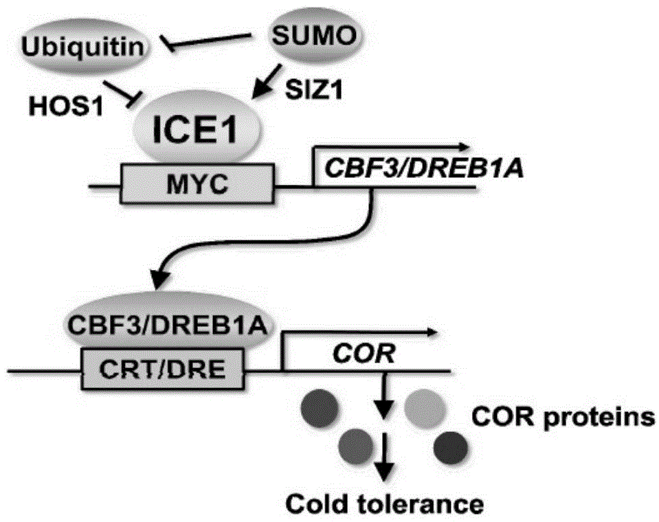 Arabidopsis long-chain fatty alcohol oxidase gene as well as encoding protein and application thereof