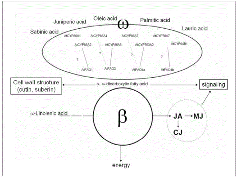 Arabidopsis long-chain fatty alcohol oxidase gene as well as encoding protein and application thereof