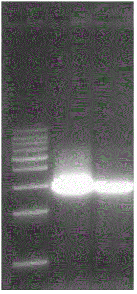 Arabidopsis long-chain fatty alcohol oxidase gene as well as encoding protein and application thereof