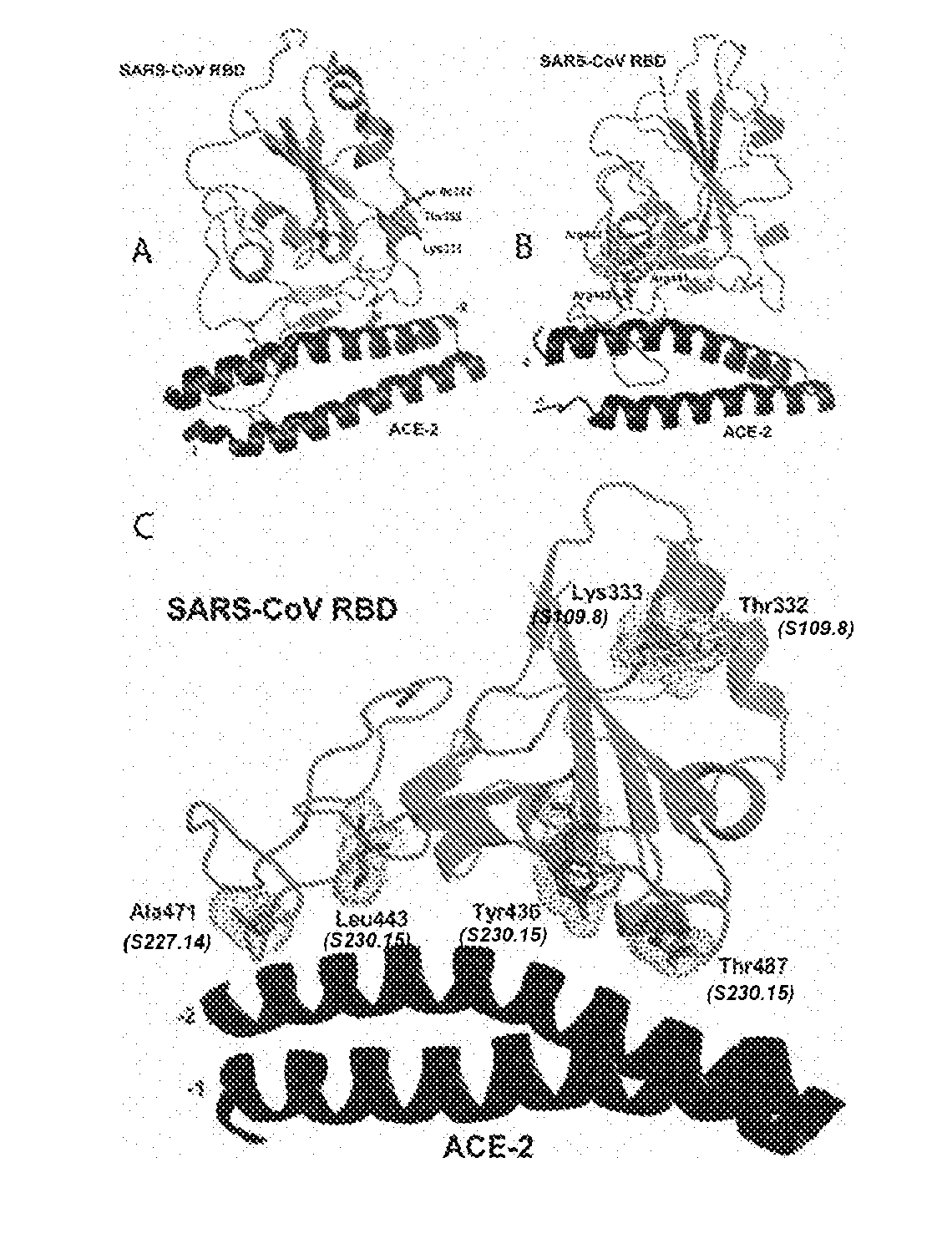 CROSS-NEUTRALIZING HUMAN MONOCLONAL ANTIBODIES TO SARS-CoV AND METHODS OF USE THEREOF
