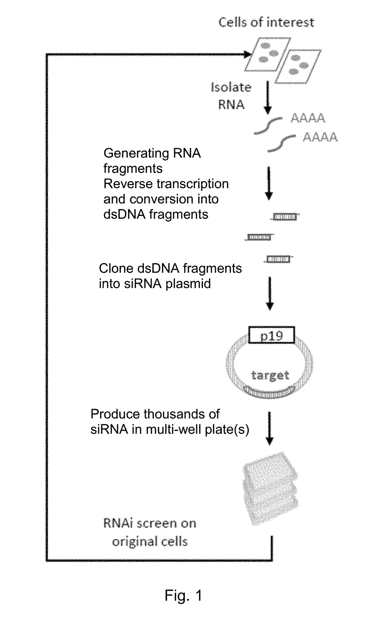 Small-interfering RNA expression systems for production of small-interfering rnas and their use
