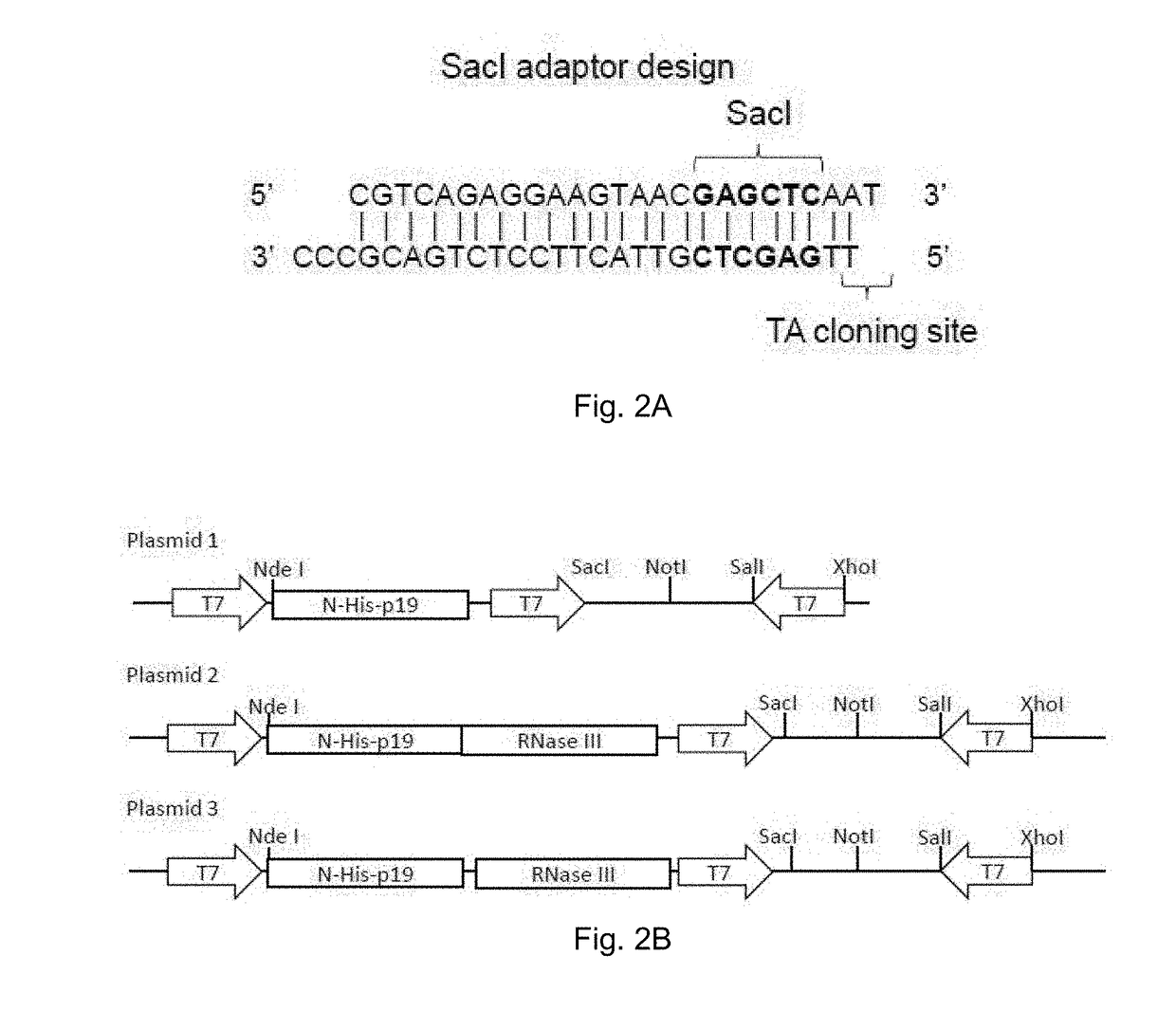 Small-interfering RNA expression systems for production of small-interfering rnas and their use