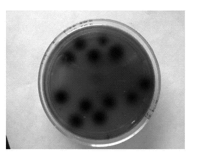 Beta-glucosaccharase gene for coding glycosyl hydrolase family 1 and application thereof