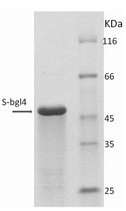 Beta-glucosaccharase gene for coding glycosyl hydrolase family 1 and application thereof