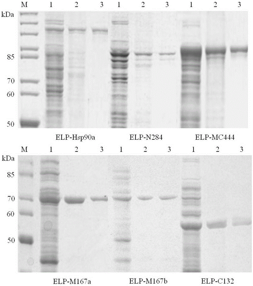 Elastin-like polypeptide (ELP) and heat stress protein 90alpha (Hsp90alpha) fusion protein, and preparation method and application thereof