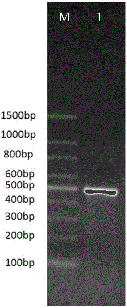 Mycobacterium tuberculosis antigen protein Rv0865 and application of B cell epitope peptide thereof