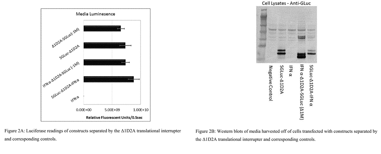 Fusion protein comprising gaussia luciferase, translation interrupter sequence, and interferon amino acid sequences