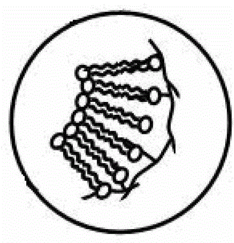 Dual-controllable medicine release structure with SERS (Surface Enhanced Raman Scattering) signal and preparation method of dual-controllable medicine release structure