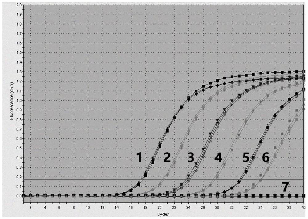 Specific primer, probe and rapid detection kit for detecting yellow catfish Picornavirus-1