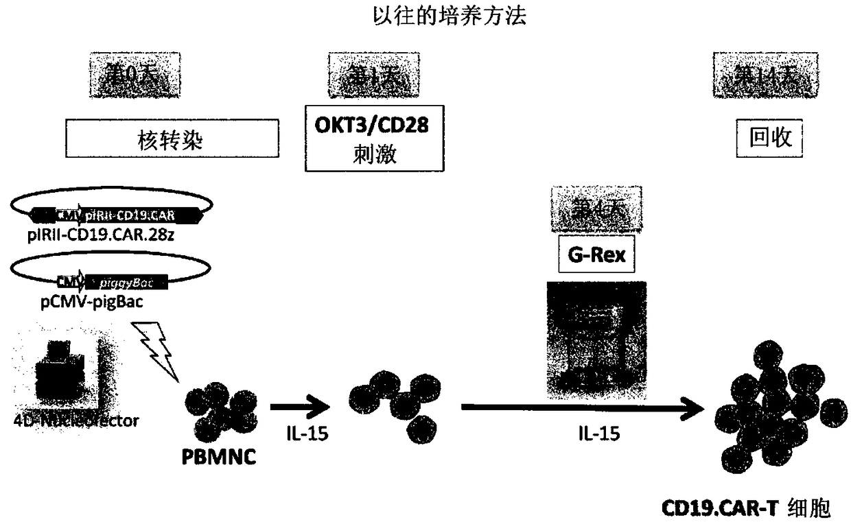 Method for preparing genetically-modified t cells which express chimeric antigen receptor