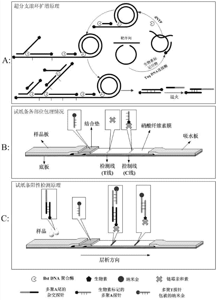Method for detecting food-borne pathogenic bacteria by using nucleic acid test strip based on hyper-branched rolling cycle amplification and kit