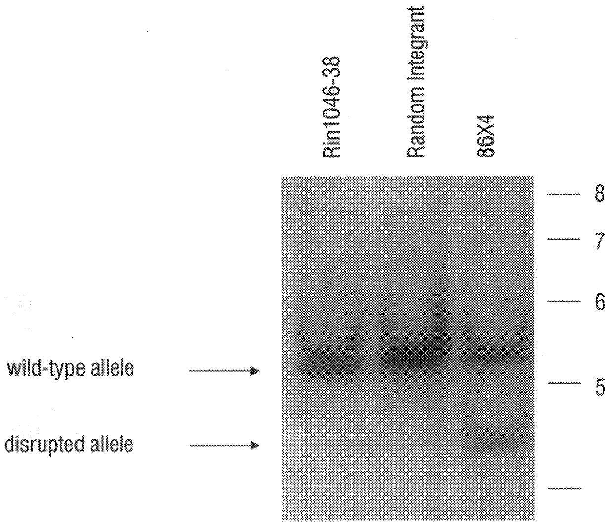 Recombinant expression of proteins from secretory cell lines