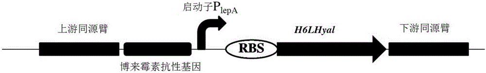 Construction method of recombinant bacillus subtilis capable of generating hyaluronic acid with specific molecular weight